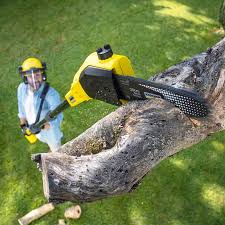 Lawn Renovation and Restoration in Hamilton Square, NJ