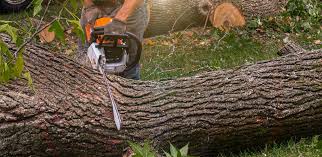 Best Tree and Shrub Care  in Hamilton Square, NJ