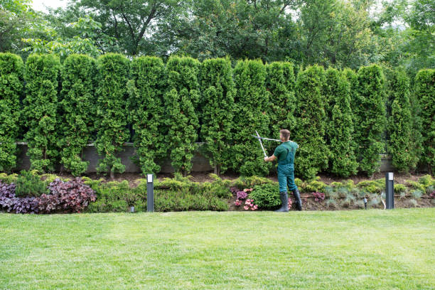 Best Lawn Renovation and Restoration  in Hamilton Square, NJ