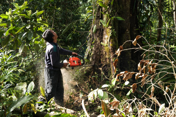 Best Arborist Consultation Services  in Hamilton Square, NJ