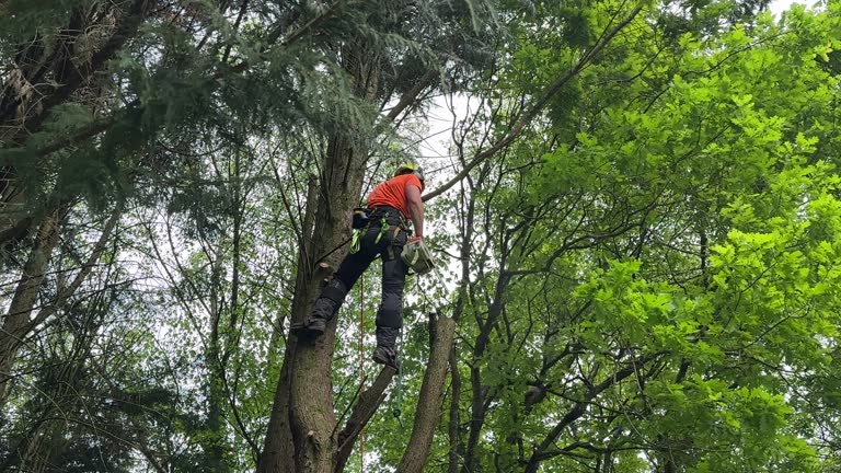 Best Commercial Tree Services  in Hamilton Square, NJ