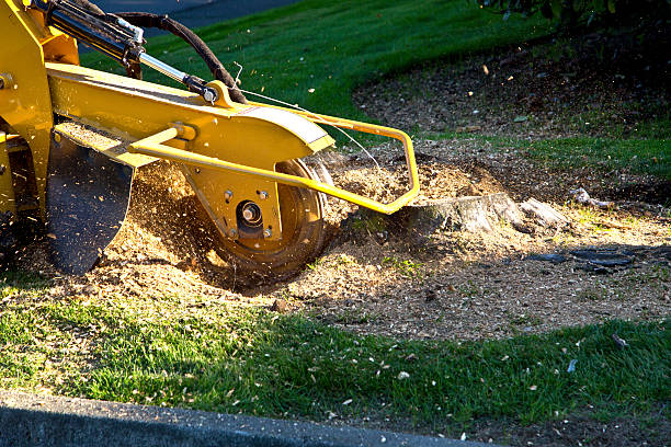 Best Tree Removal  in Hamilton Square, NJ