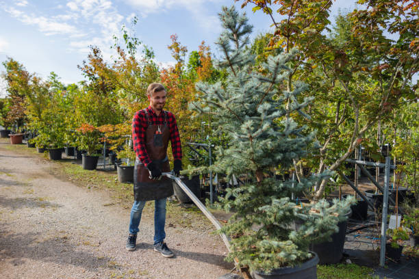 Best Hazardous Tree Removal  in Hamilton Square, NJ