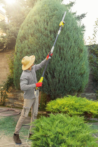 Best Emergency Tree Removal  in Hamilton Square, NJ
