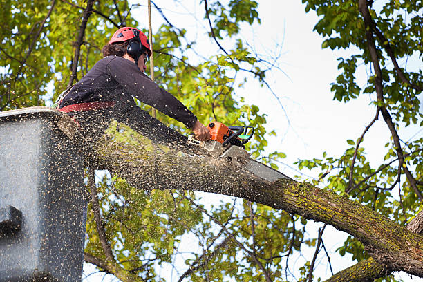 Best Tree Preservation Services  in Hamilton Square, NJ
